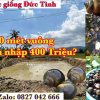 Lợi nhuận nuôi ốc bươu đen