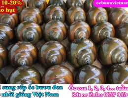 Ốc Bươu Đen Thương Phẩm Năm 2025