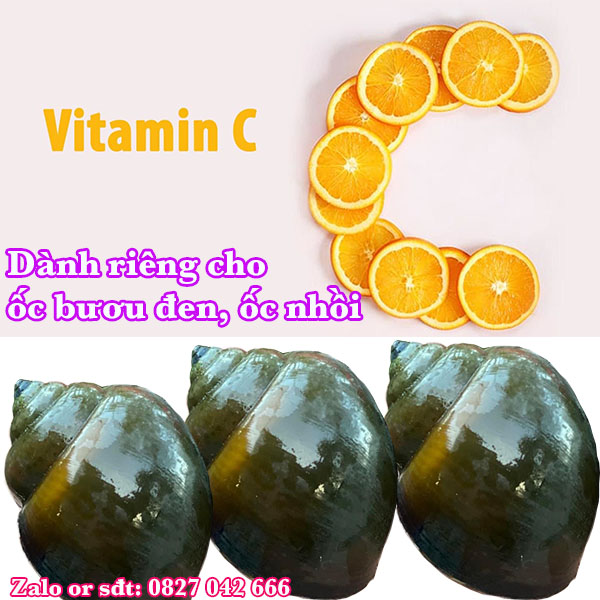 Vitamin C cao cấp cho ốc