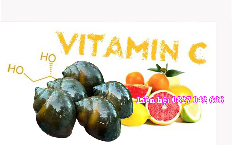 Vitamin C cho ốc bươu đen ốc nhồi