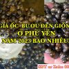 Địa chỉ mua ốc bươu đen ở Phú Yên Uy Tín