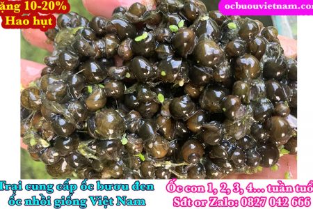 Mua Ốc Nhồi Giống, Ốc Bươu Đen Giống ở Đắk Lắk?