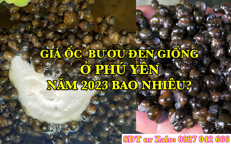 Địa chỉ mua ốc bươu đen ở Phú Yên Uy Tín