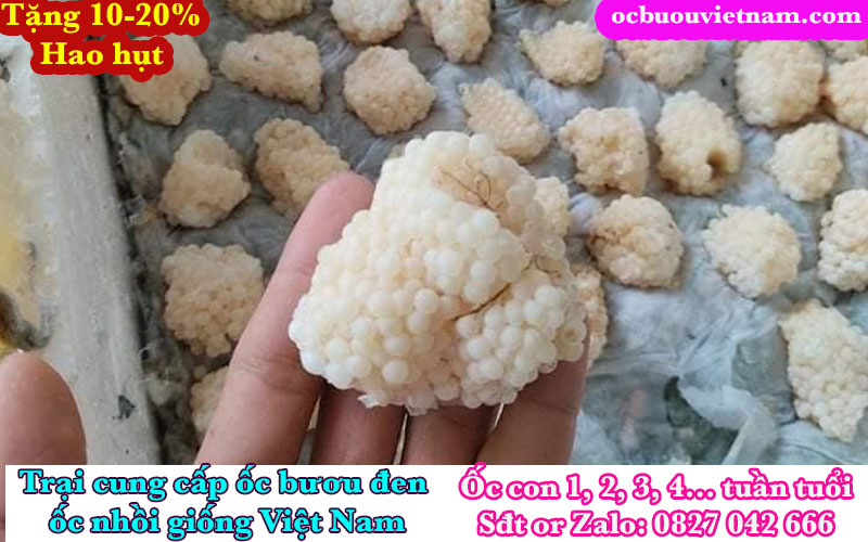 Trứng ốc bươu đen ở Ninh Thuận