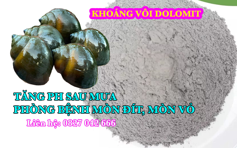 Chức năng khoáng vôi Dolomite cho ốc bươu đen