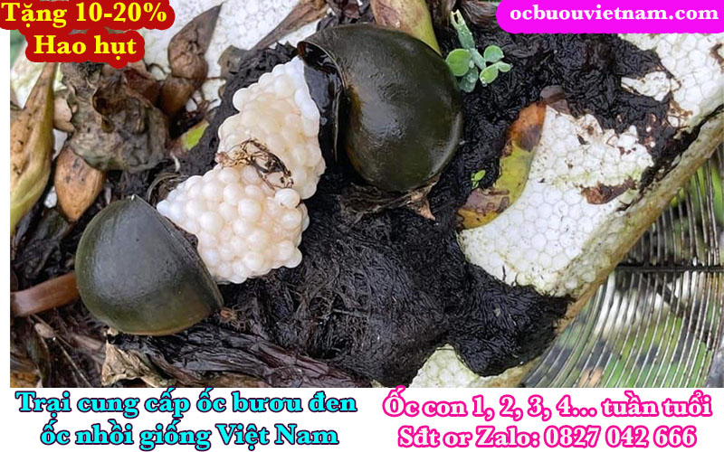 Trứng ốc bươu đen ở Đồng Nai