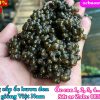 Thức ăn cho ốc mới nở là gì