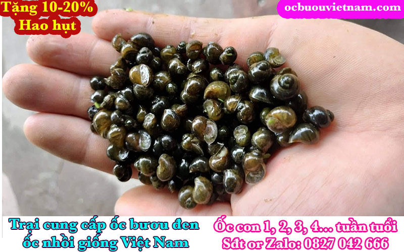 ốc bươu đen giống loại 3 - 4