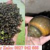 Ốc bươu đen giống ở Quảng Nam
