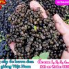 Ốc nhồi giống Thanh Hoá