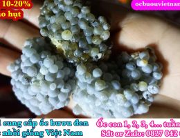 TRỨNG ỐC NHỒI LOẠI 1 NĂM 2025