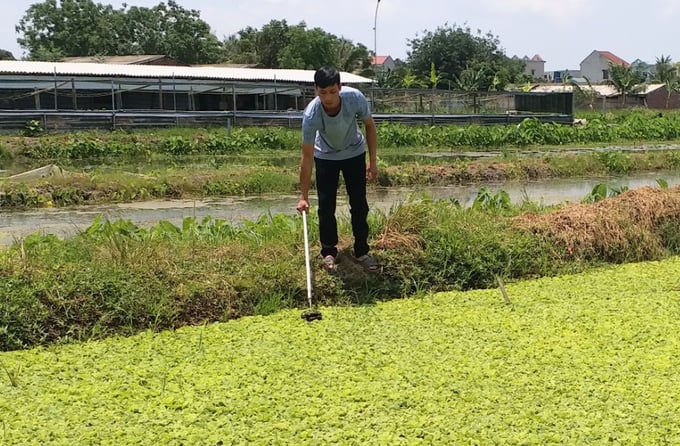 THức ăn cho ốc nhồi không tốn kém