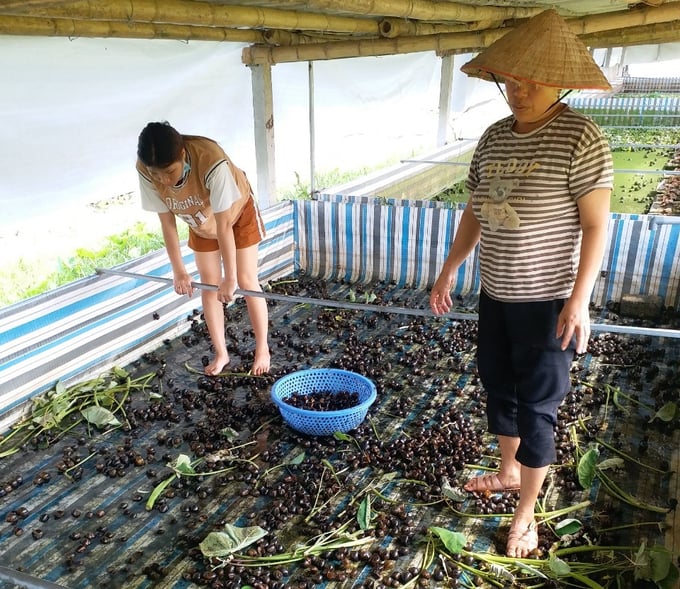 Nuôi ốc nhồi không dễ ăn