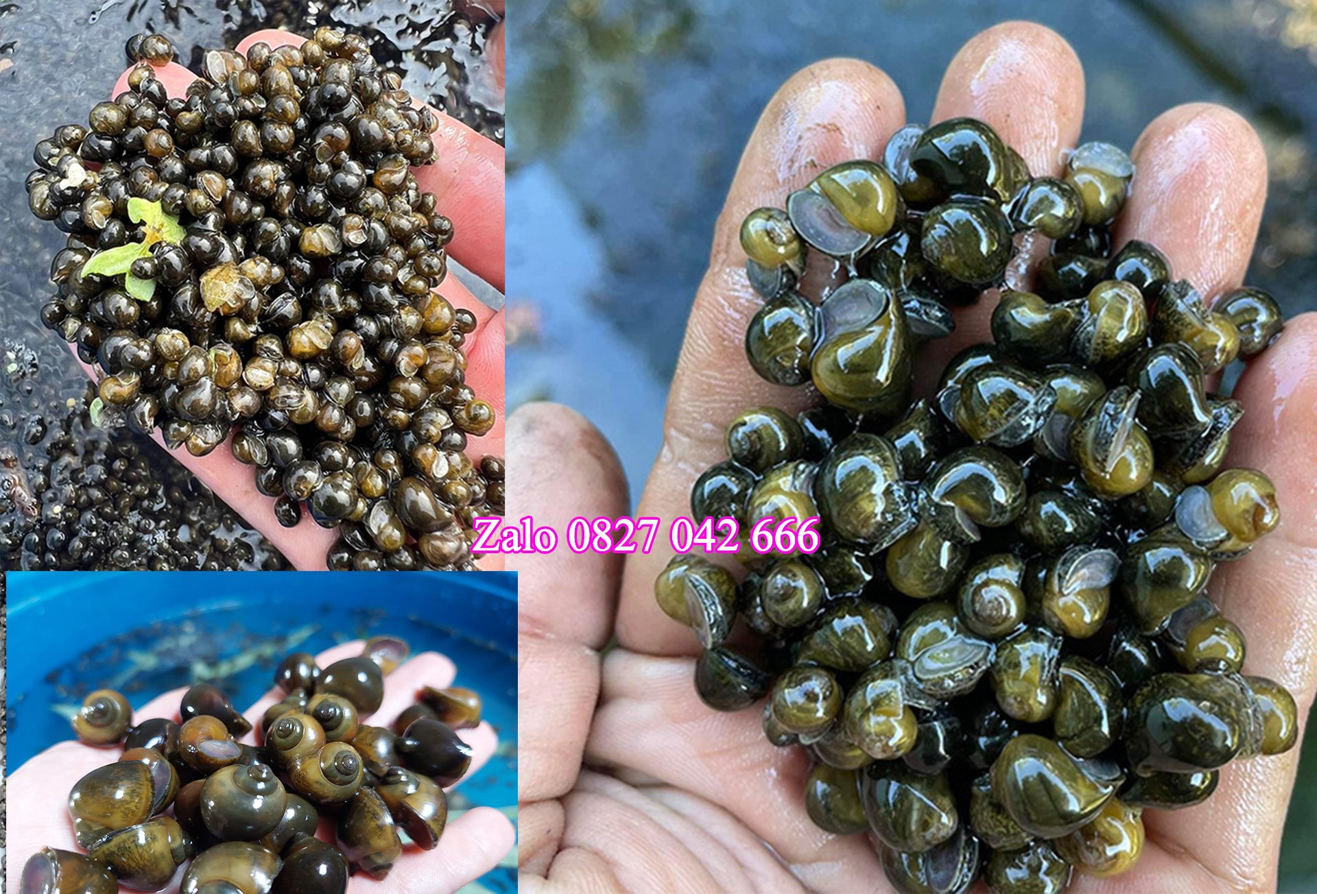 Giá ốc bươu đen giống năm 2026