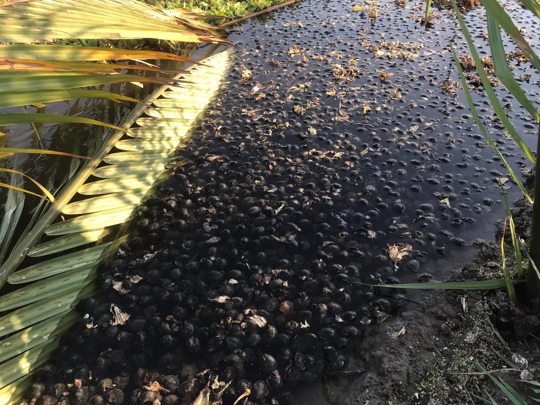 Ốc bươu đen, ốc nhồi giống Kon Tum 