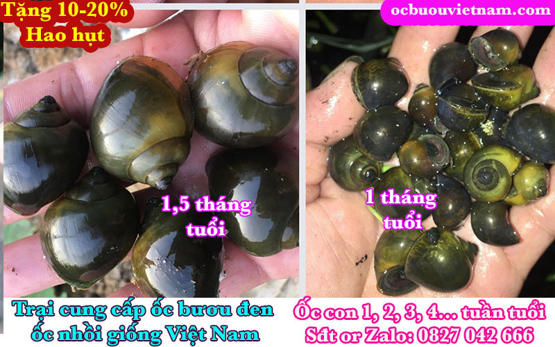 Cách nuôi hiệu quả ốc nhồi tráng lưới 2026