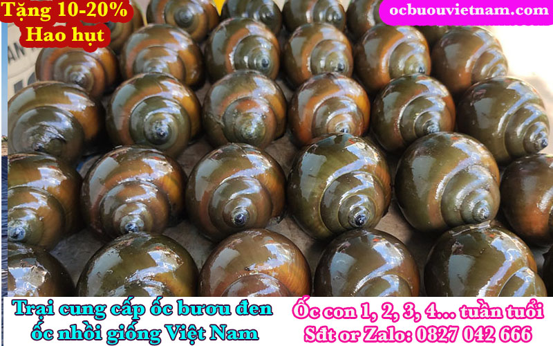 Giá ốc bố mẹ năm 2026