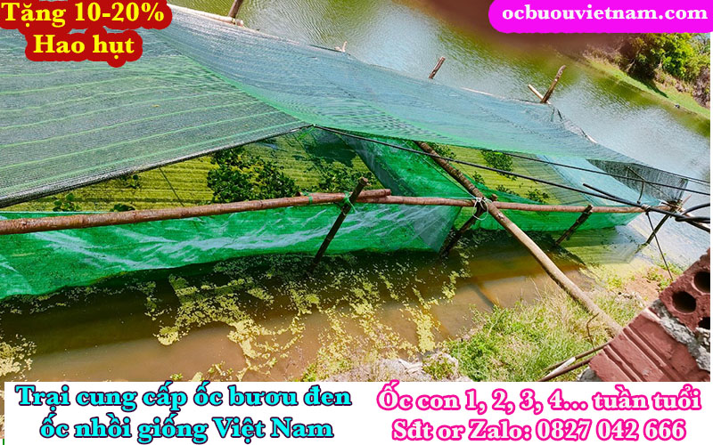 Nuôi ốc bươu đen trên tráng lưới