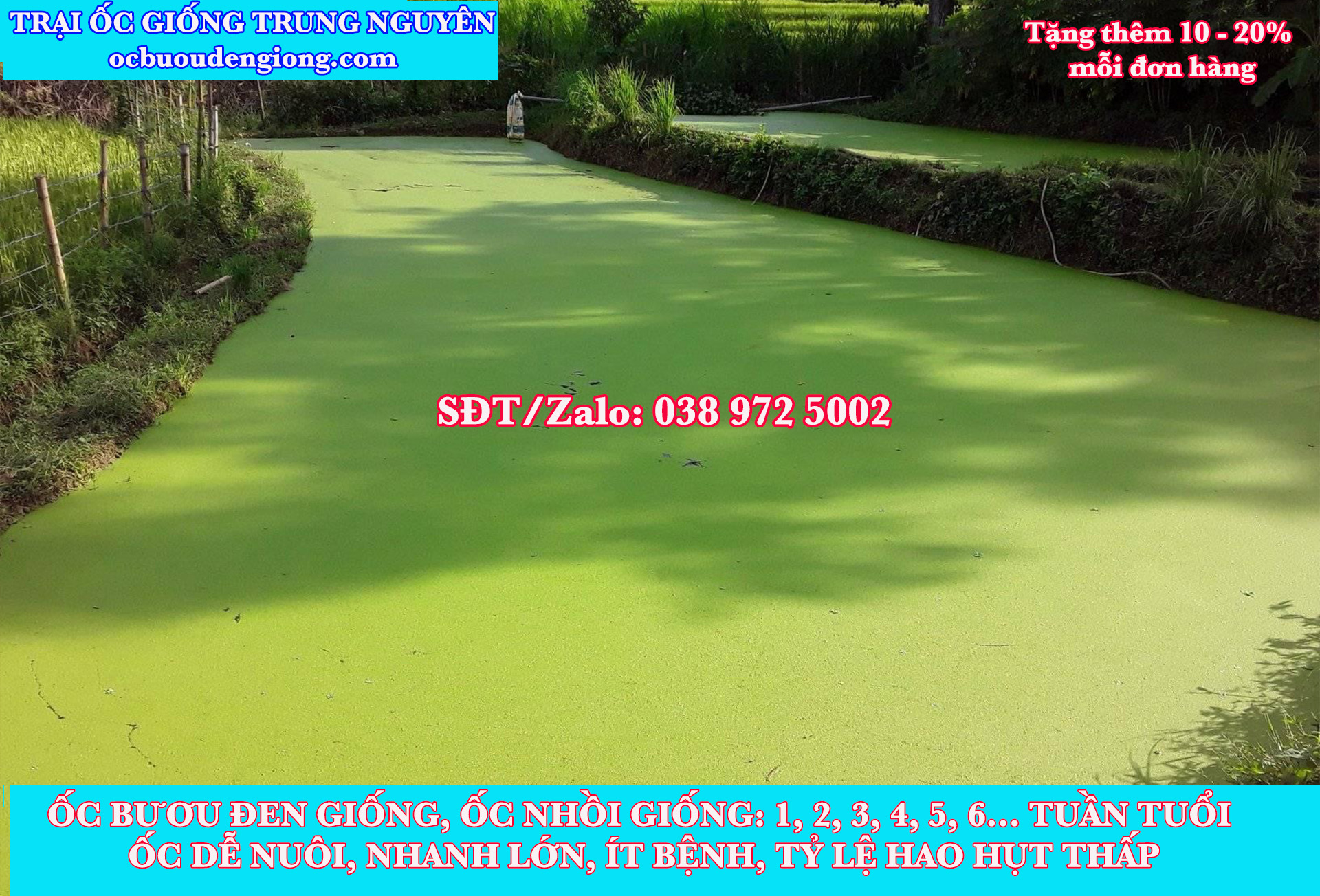 Câu hỏi nuôi ốc bươu đen