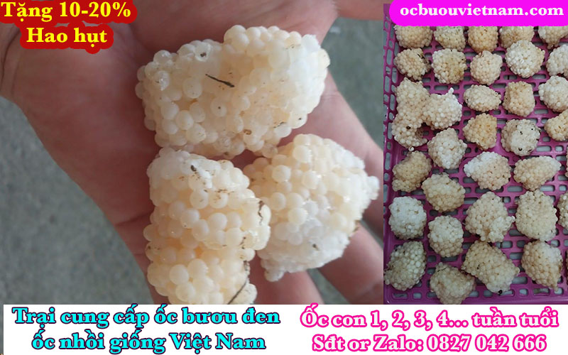 Giá trứng ốc nhồi năm 2026