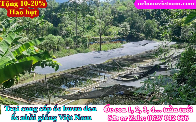 Nuôi ốc nhồi trên tráng lưới