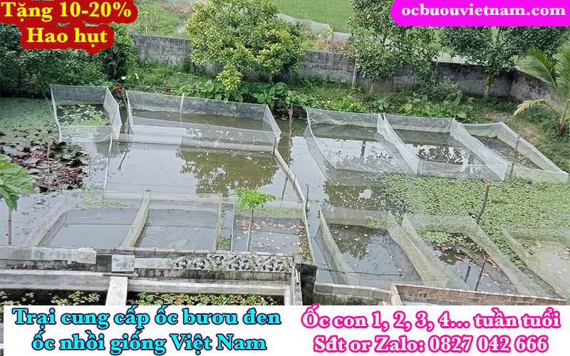 Cách nuôi ốc nhồi trên tráng lưới 2026