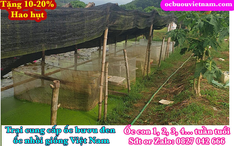 Cách nuôi ốc bươu đen trên tráng lưới