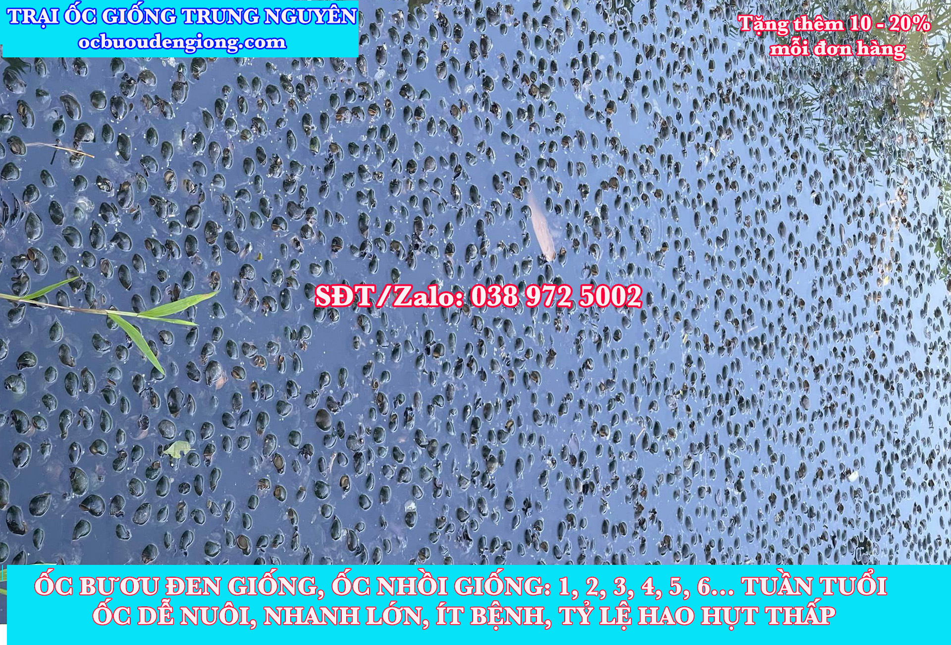 mật độ nuôi ốc bao nhiêu con 1 mét vuông,