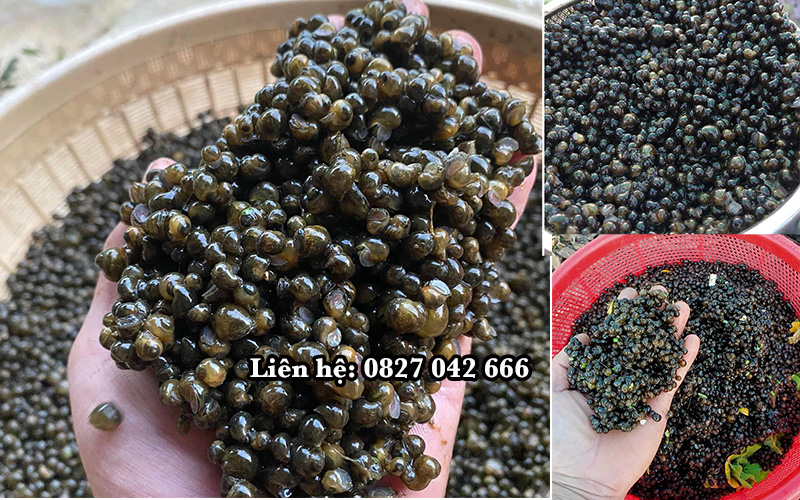 Giá ốc nhồi giống 2026 