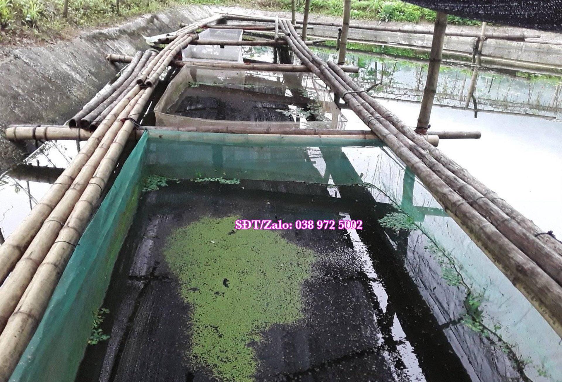 Mật độ nuôi ốc bươu đen 