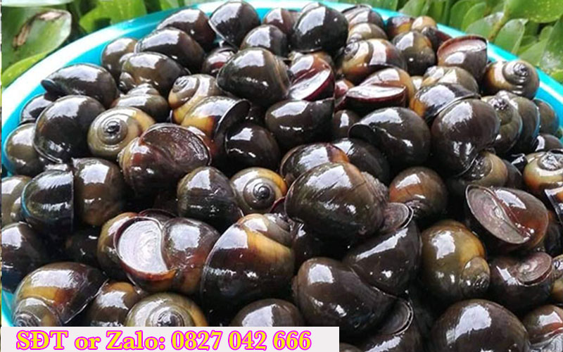 Giá ốc nhồi thương phẩm 2026 