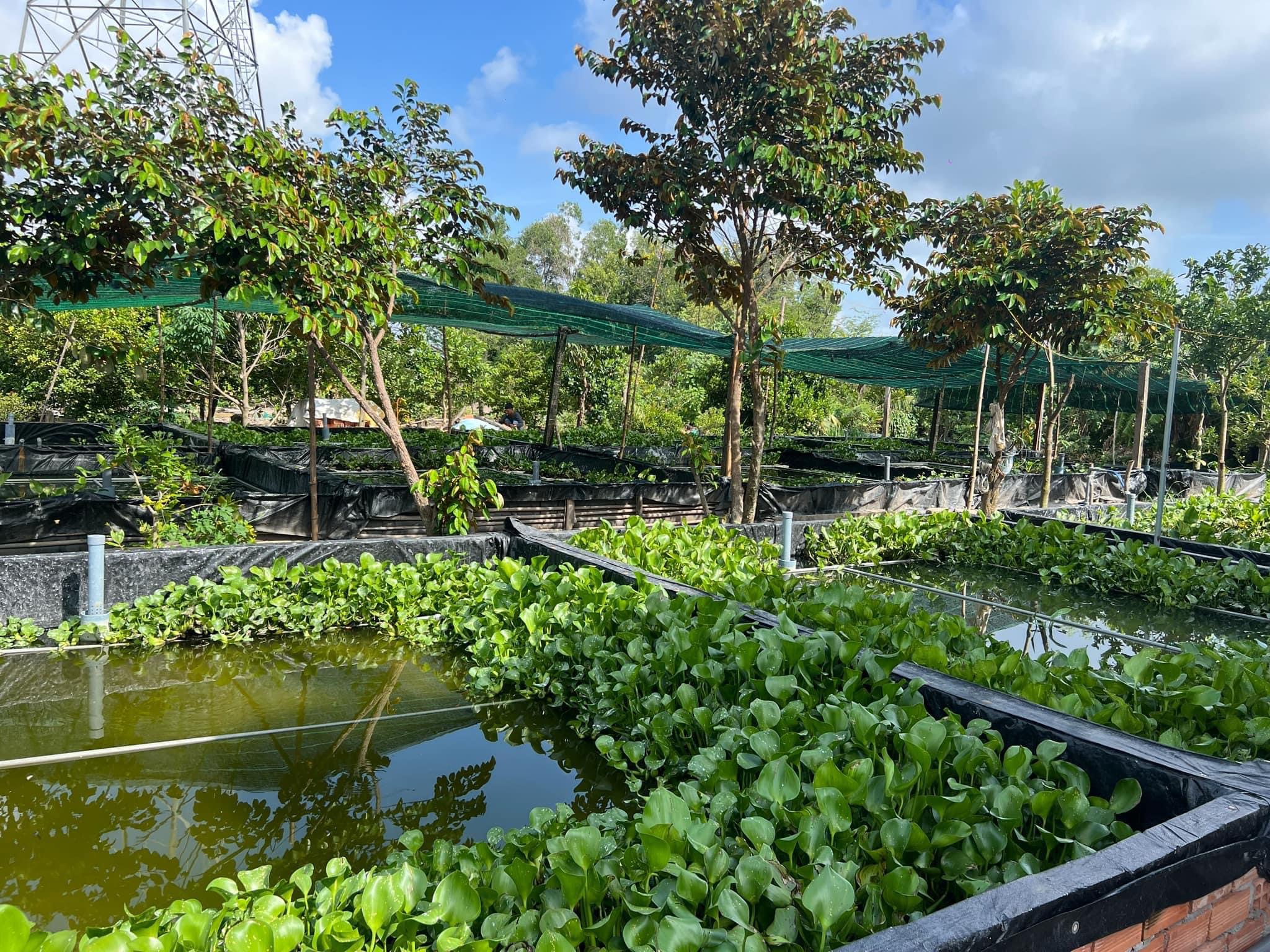 Sự thật về Ốc Bươu Xanh 