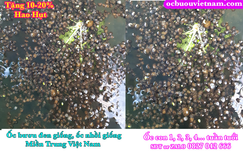 Gửi ốc bươu đen giống về Quảng Nam đà Nẵng Cũ